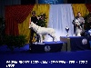  - Golden Dog Trophy  BIS 2° PLUS BEAU CHIEN DE L' EXPO