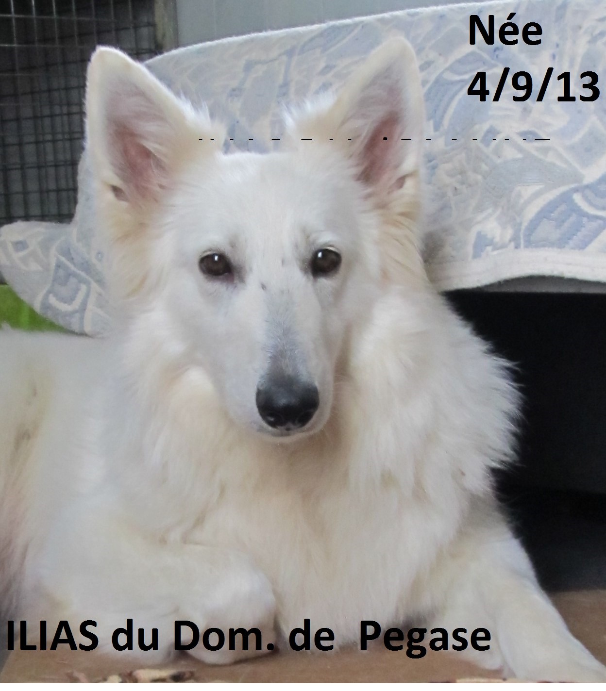 Ilias du domaine de pegase