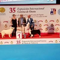 carton plein HIBIS 1 EXC.CAC CACIB MEILLEUR DE RACE BOG 2 Espagne oct.