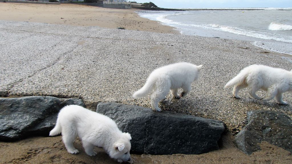chiots